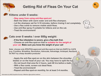 2. Controlling fleas CAT copy