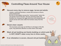 3. Controlling fleas HOUSE copy