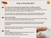 4. How to find flea dirt copy