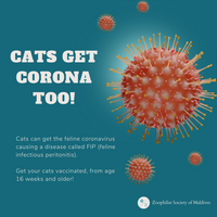 Cats can get the feline coronavirus causing a disease called FIP (feline infectious peritonitis). Get your cats vaccinated, from age 16 weeks and older!